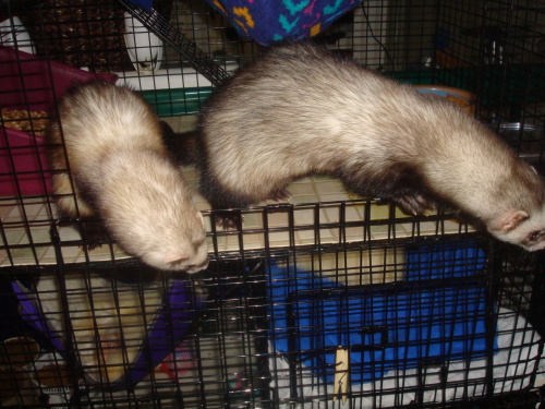 
      Princess and Gus
    